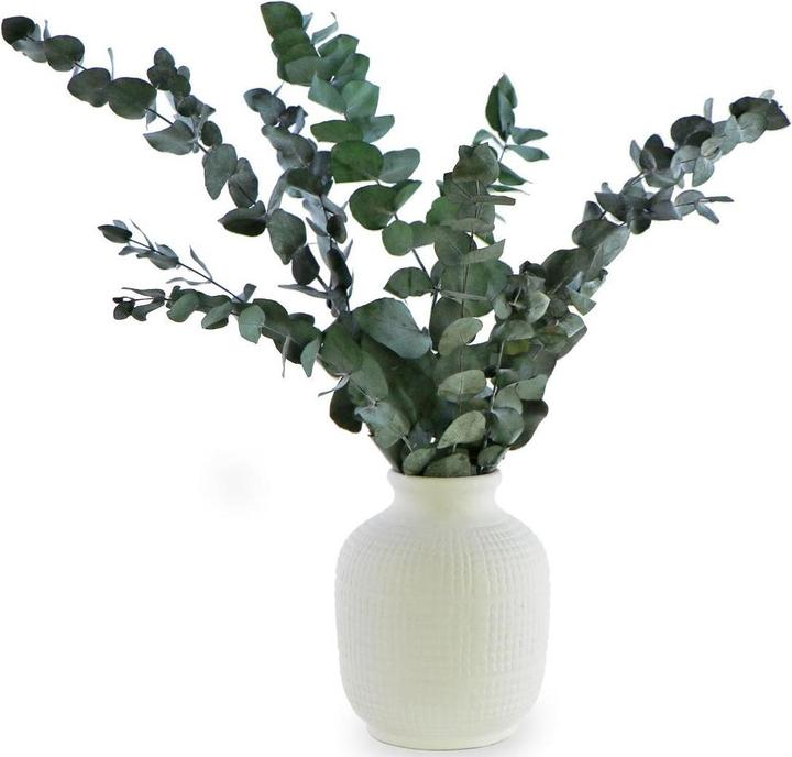 Produktbild Soli Collection Trockenblumen Eukalyptus (Trockenblumen)