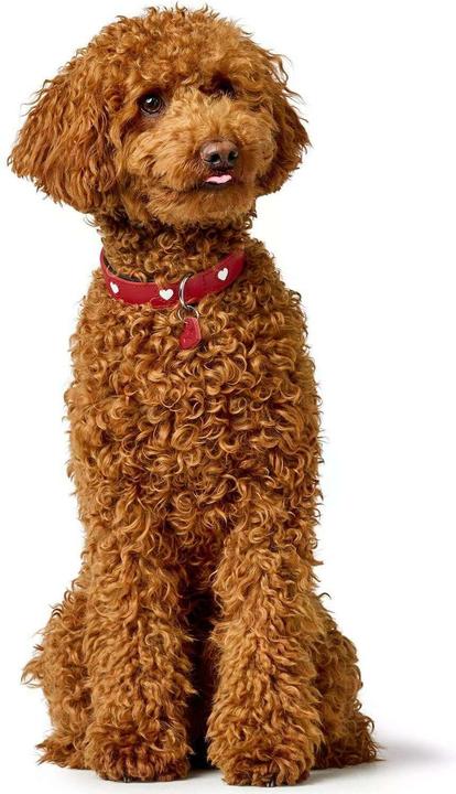 Produktbild Hunter Halsband Love für Hunde 42 (42, Hund, Hundesport)