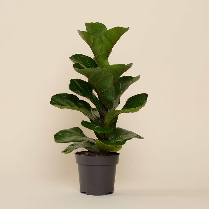 Immagine prodotto Mary and Plants Ficus lyrata con vaso HAY grigio chiaro (50 cm)