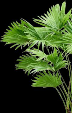 Produktbild Baq Design Livistonia rotundifolia & Baq Basic (110 cm)