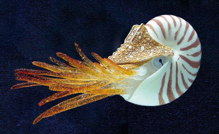 Immagine prodotto Amazonas Nautilus galleggiante (Decorazione, altre voci)