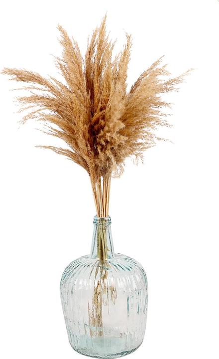 Image du produit Natura Punto Herbe de la pampa (Herbe de la pampa)