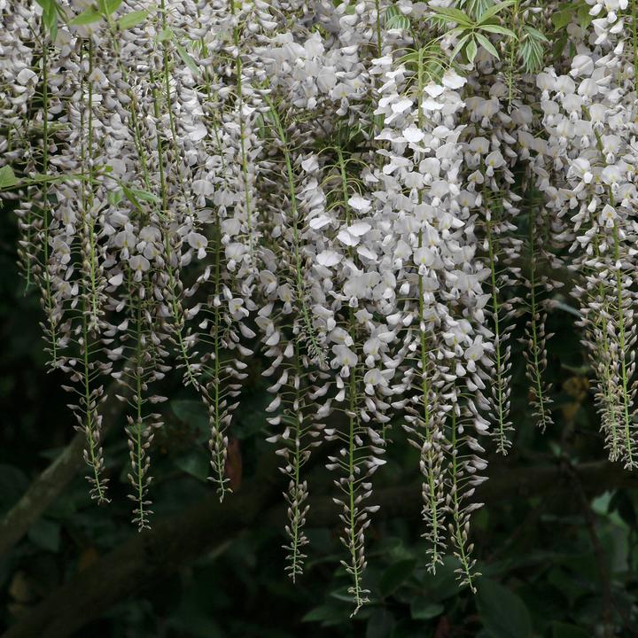 Immagine prodotto Flowerbox Vite blu cinese - Wisteria sinensis 'Alba' (50 cm)