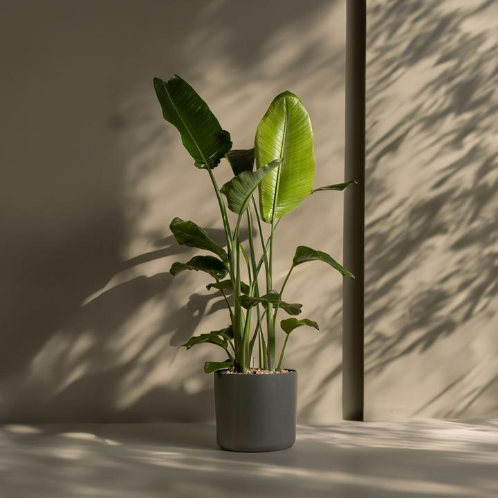 Image du produit Plant in a Box Strelitzia Nicolai - Fleur d'oiseau de paradis (155 cm)