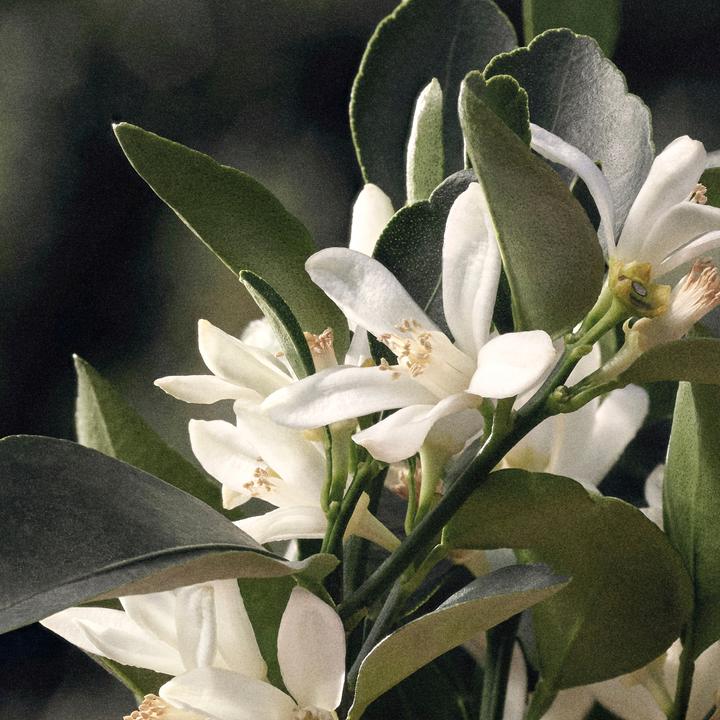 Image du produit Chloé Eau de Parfum Naturelle (Eau de parfum, 50 ml)