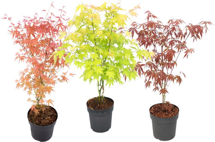 Produktbild Plant in a Box Acer palmatum 'Atropurpureum', 'Beni Maiko', 'Orange Dream' - 3er Mischung Ahornbäume (70 cm)