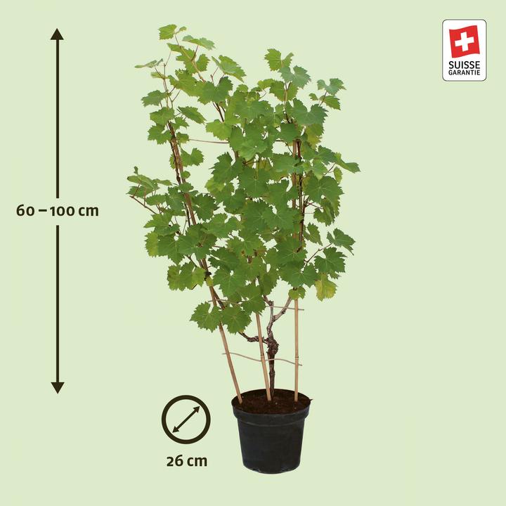 Actual product image Zulauf Vigne hybride (70 cm)