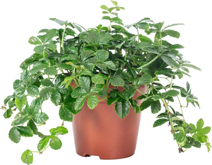 Actual product image Flowerbox Room wine "Smit Verona Vein" - Parthenocissus striata (20 cm)