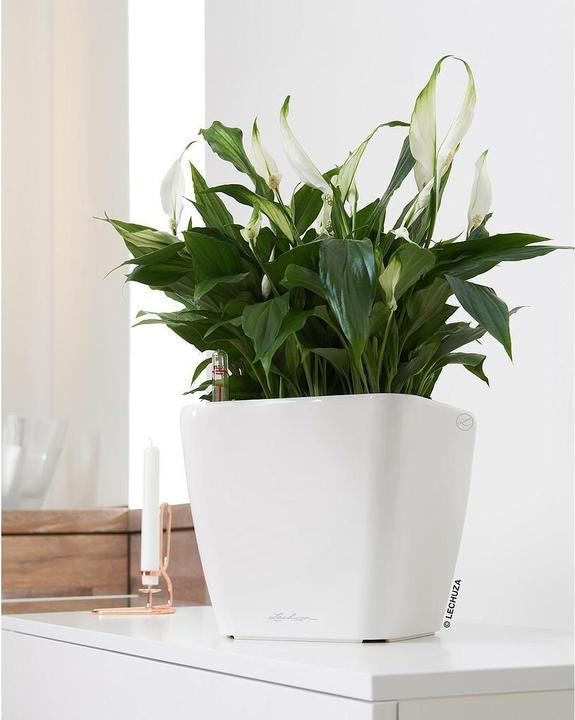 Produktbild Lechuza Quadro LS (28 cm)