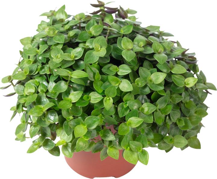 Actual product image Flowerbox Kriechendes Schönpolster - Callisia Turtle "Smit Eden Elegance" (15 cm)