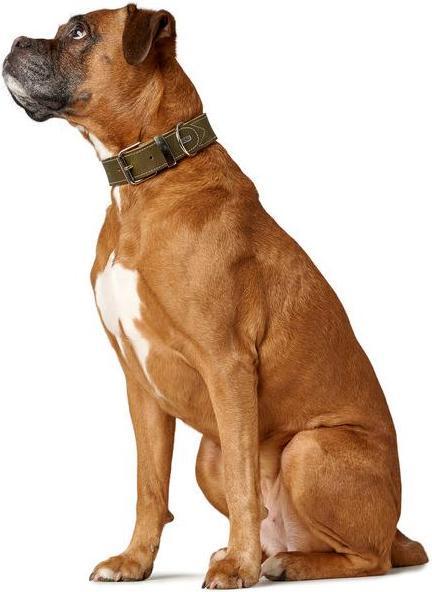 Produktbild Hunter Halsband Aalborg Special (40, 41, 42, 43, 44, 45, 46, 47, 48, Hund, Hundesport)