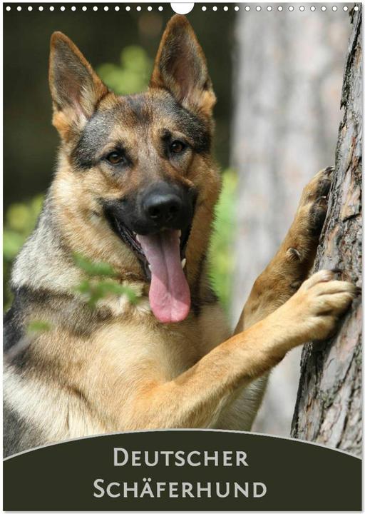 Actual product image German Shepherd (wall calf) (A3)