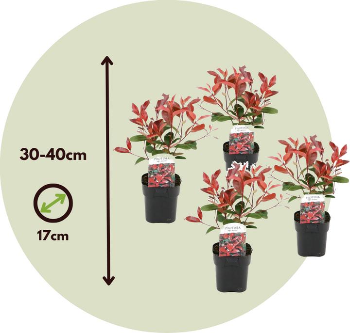 Image du produit Plant in a Box Photinia fraseri Red Robin - Set de 4 plantes de néflier brillant (30 cm)