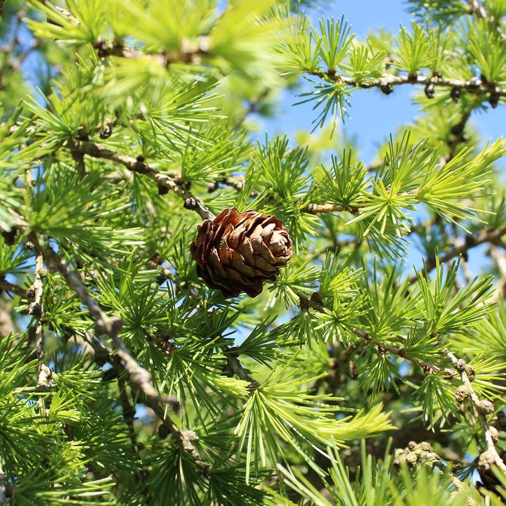 Produktbild Zulauf Lärche / Larix decidua (100 cm)