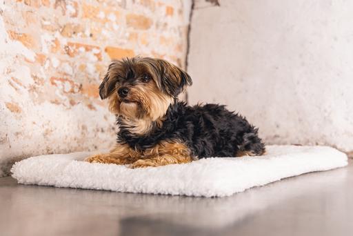 Produktbild Designed by Lotte Ligra (Hund)