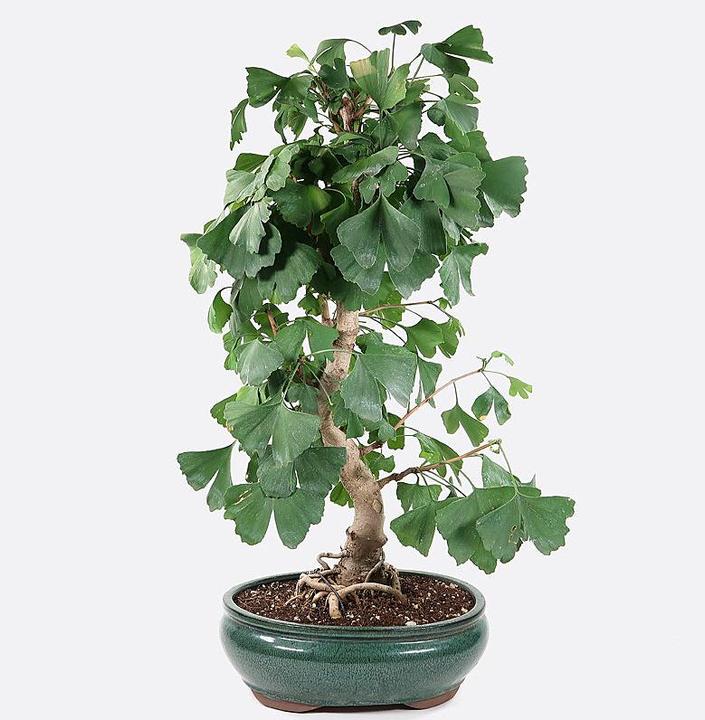 Image du produit Bonsai.ch Ginkgo biloba cm