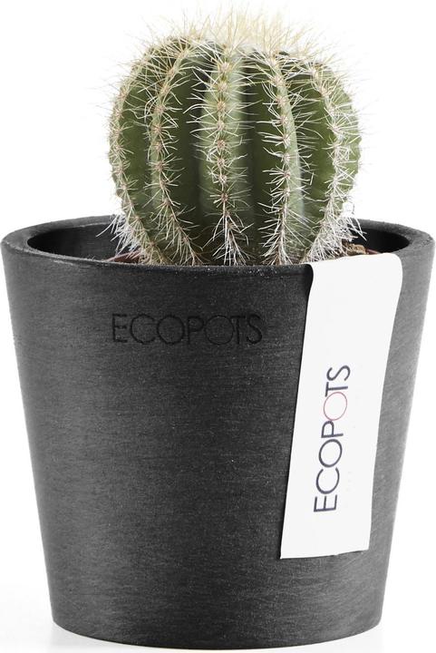 Actual product image Ecopots Amsterdam Mini (8 cm)