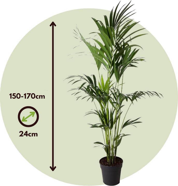 Image du produit Plant in a Box Howea forsteriana - Palmier Kentia (170 cm)