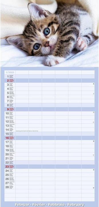 Produktbild Kalender Katzenkinder 24.5 x 51.5 cm (24.5 x 51.5 cm)