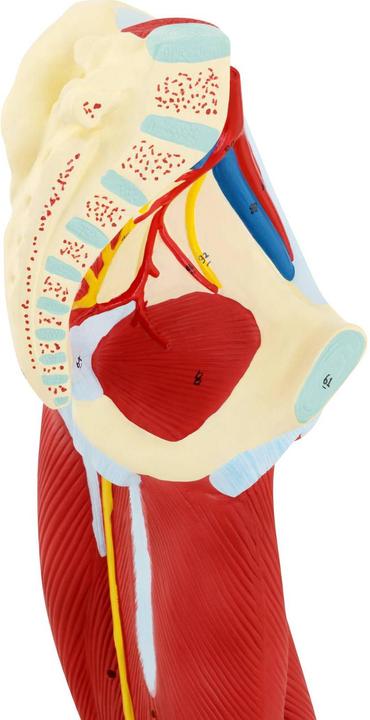 Produktbild Physa Bein Modell Anatomie Bein Muskeln Beinmuskulatur Oberschenkel Unterschenkel Fuss