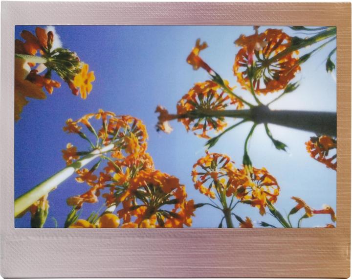 Immagine prodotto Fujifilm Instax Wide 10 Blatt Brushed Metallics (Instax Wide 300, Instax Wide 400)