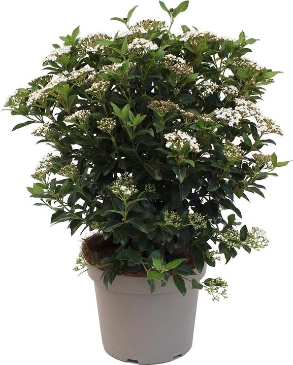 Actual product image Zulauf Mittelmeer Schneeball / Viburnum tinus 'Eve Price' (50 cm)