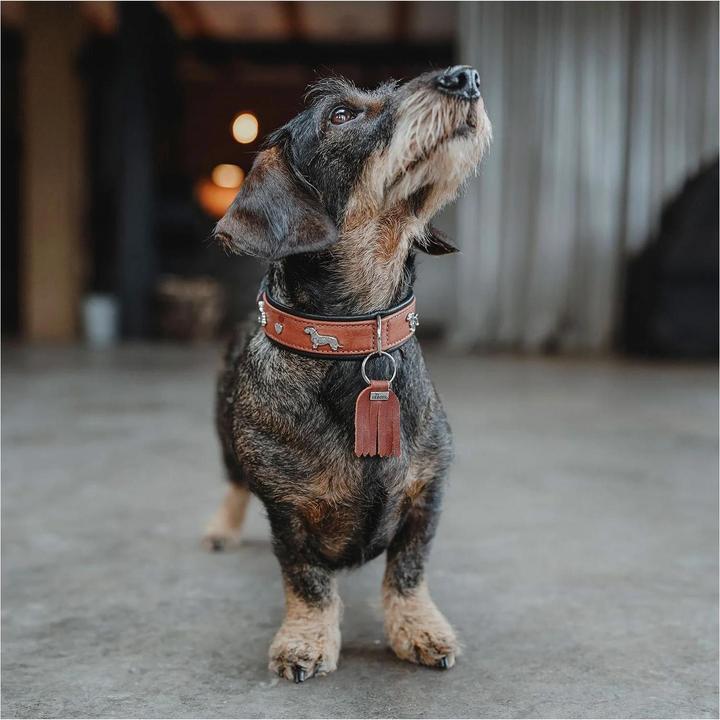 Actual product image Hunter Dachshund collar Munich 42/S, cowhide, cognac/black (42, S, Dog, Dog sport)