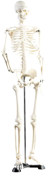 Newgen medicals Anatomie du squelette (Français, Italien, Anglais, Allemand)