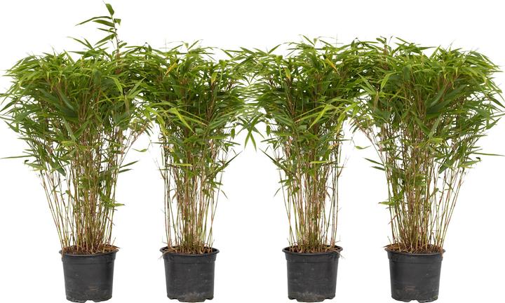 Plant in a Box Fargesia nitida 'Gansu' - Set de 4 bambous de Gansu (50 cm)