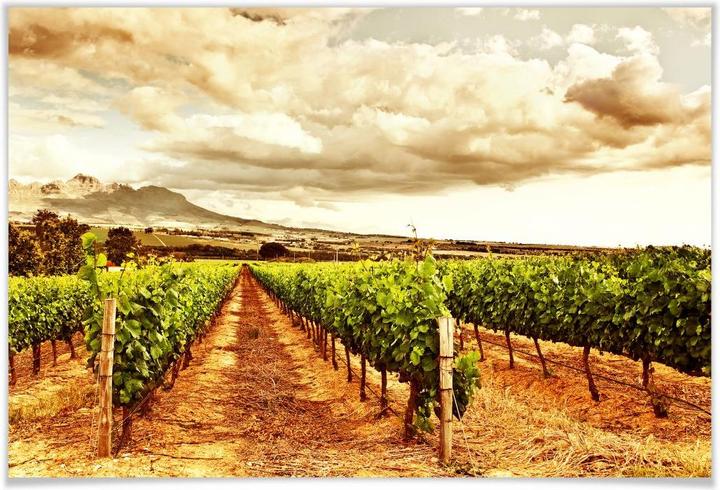 Actual product image Trenddeko Vines in the mountains (120 x 80 cm)