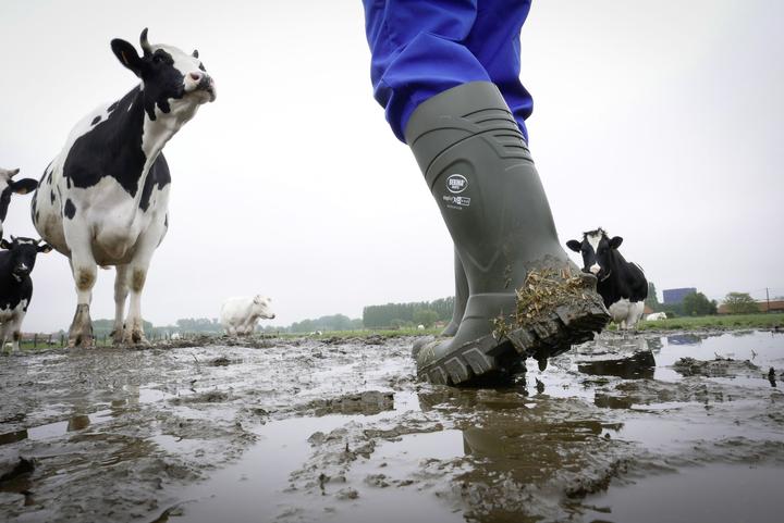 Actual product image Kerbl Safety boots S5 Bekina Steplite XCI Winter (S5, 37)
