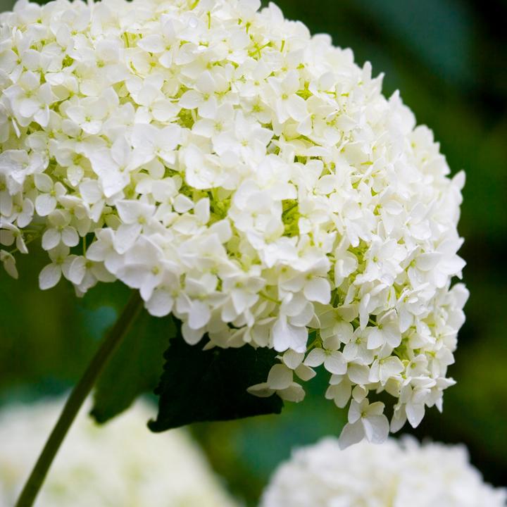 Produktbild Plant in a Box Hydrangea Strong Annabelle - 2er Set Hortensien (30 cm)