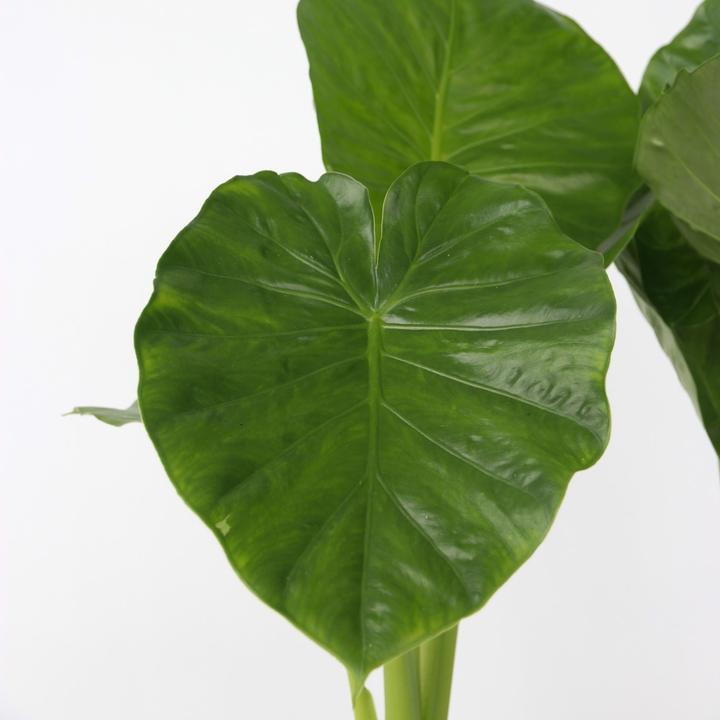 Actual product image Plant in a Box Alocasia Odora - Set of 2 Large Elephant Ear (55 cm)
