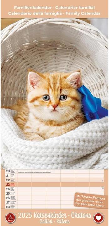 Produktbild Kalender Katzenkinder 24.5 x 51.5 cm (24.5 x 51.5 cm)