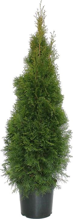Image du produit Zulauf Thuja / Thuja occ. 'Smaragd' (150 cm)