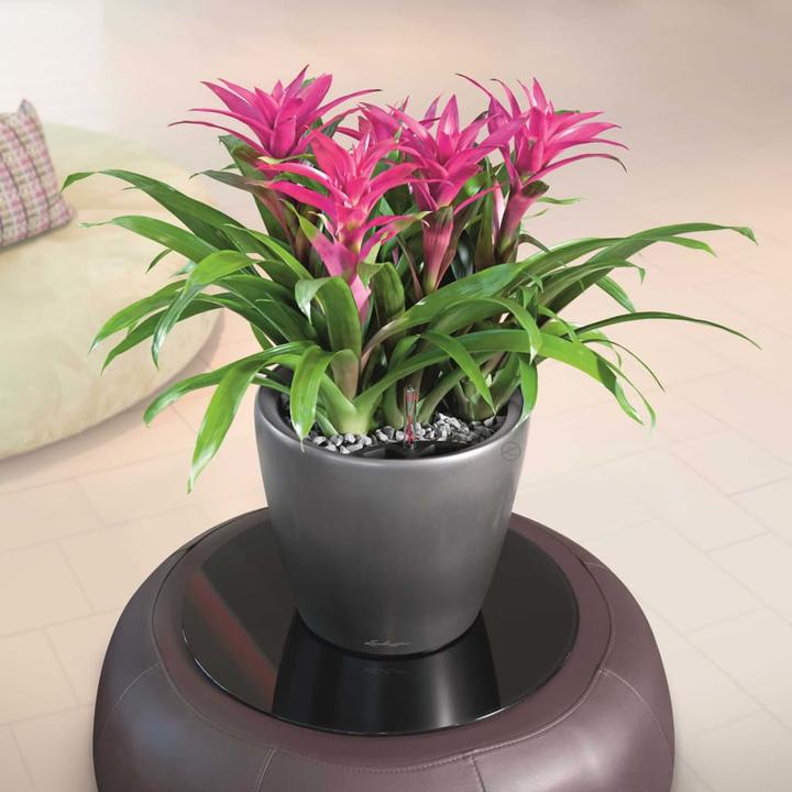 Image du produit Lechuza Classico (36 cm)