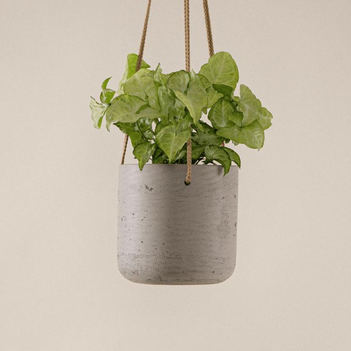 Produktbild Mary and Plants Syngonium White Butterfly mit HAY Topf in Schwarz (45 cm)