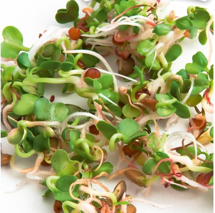 Actual product image Gusta Garden Seeds Microgreens Ruca Lettuce Rocket HARRY HERBS (Seedlings)