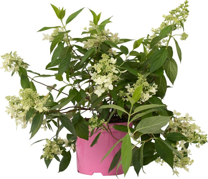 Image du produit Plant in a Box Hydrangea paniculata 'Confetti' - Hortensia (25 cm)