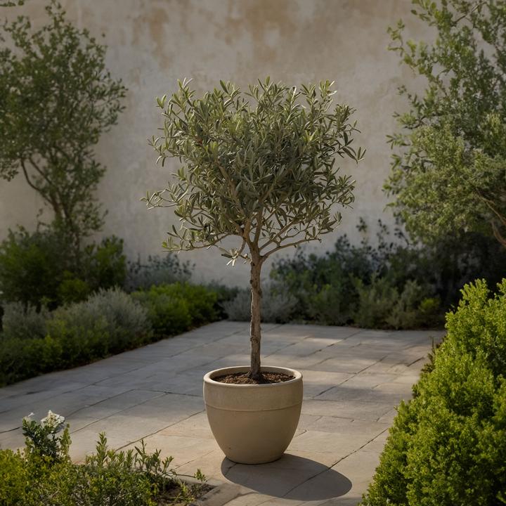 Produktbild Plant in a Box Olea Europaea (45 cm)