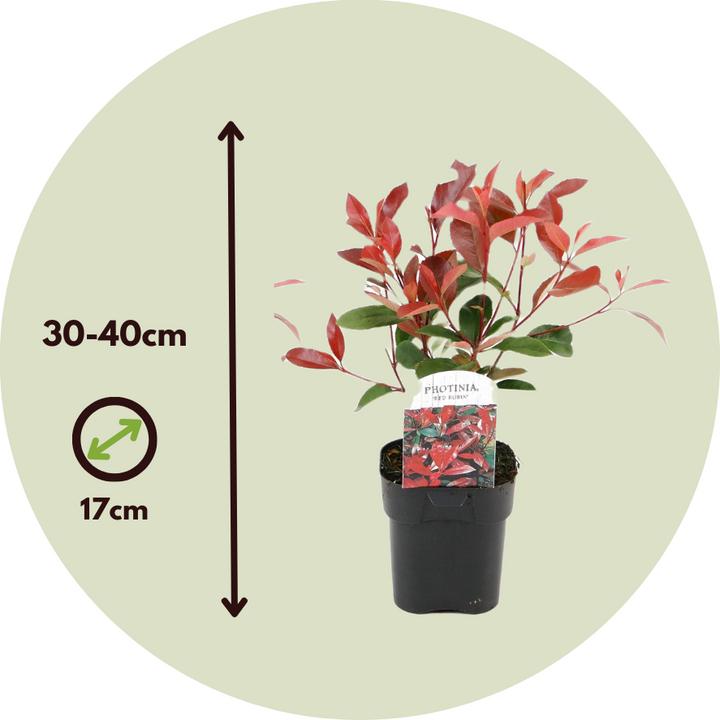 Actual product image Plant in a Box Photinia fraseri Red Robin - set of 2 loquat plants (30 cm)