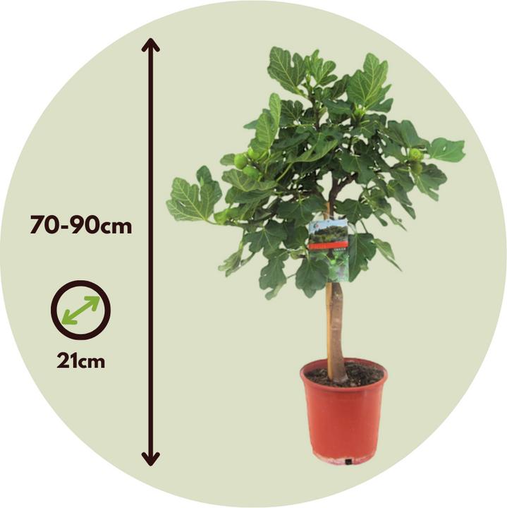 Image du produit Plant in a Box Ficus Carica - Figuier (70 cm)