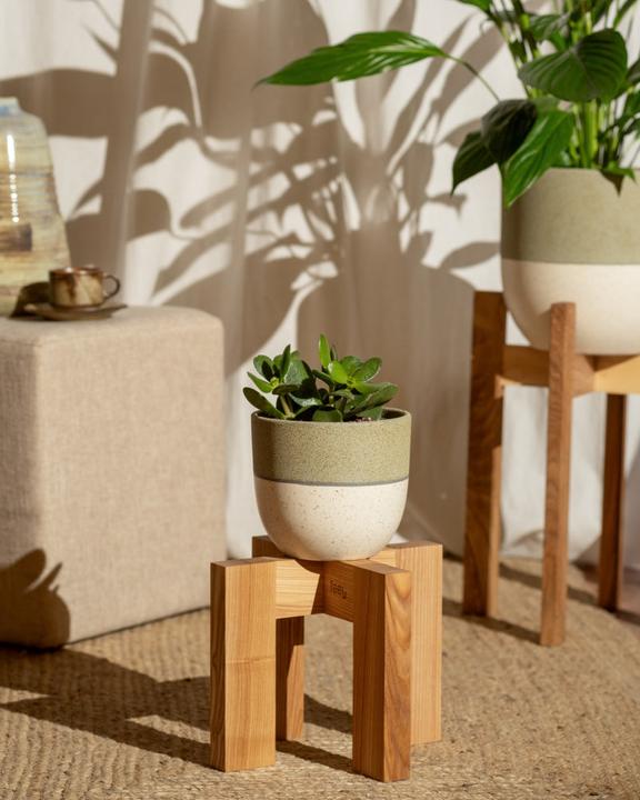 Produktbild feey Geldbaum (25 cm, Frisch umgetopft)