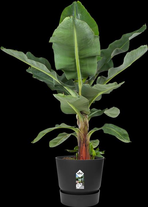 Produktbild Elho Greenville (24.48 cm)