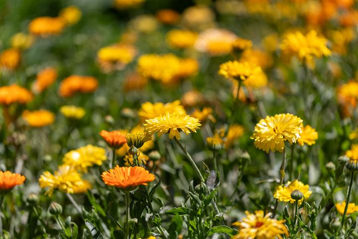 Immagine prodotto Zollinger Bio Calendula, mix estivo (Semi di piante)