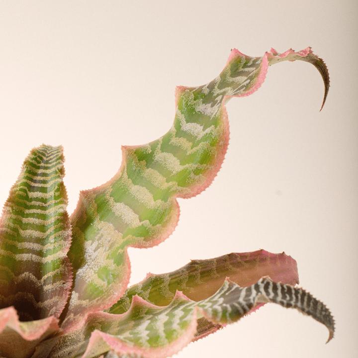 Produktbild Mary and Plants Bromelie (15 cm)