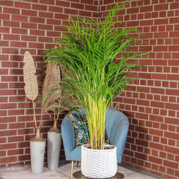 Image du produit Flowerbox Palmier à fruits d'or (100 cm)