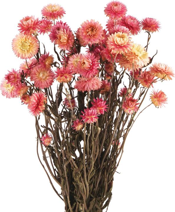 Pur und Prima Strohblumen, Helichrysum Trockenblumen, natur pink (Trockenblumen)