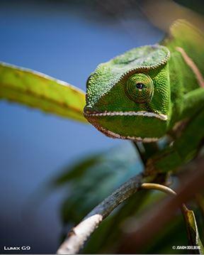 Immagine prodotto Panasonic Lumix DC-G9 Leica (12 - 60 mm, 20 Mpx, Micro Four Thirds)