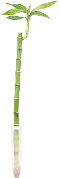 Image du produit Flowerbox Glücksbambus "Lucky Bamboo" - Dracaena Sanderiana